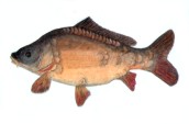 Carp.jpg 32KB